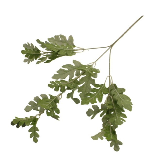 63cm Dusty Miller Spray Silver/Green-0