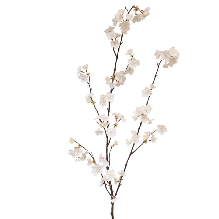 Cherry Blossom 127cm Cream-0