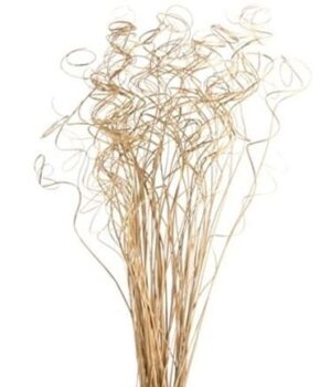 Palm Curly Ting Ting Natural x 100 Stems-0