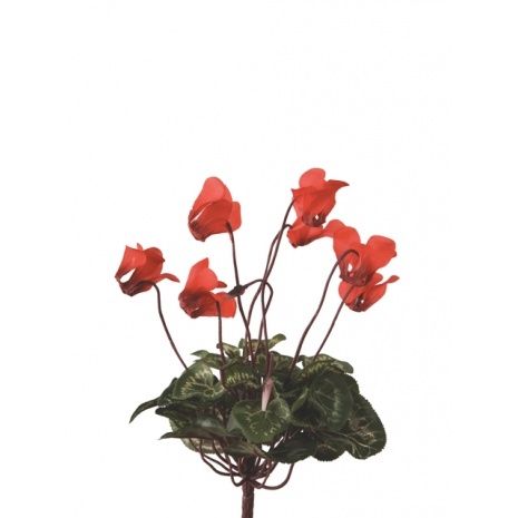 Mini Cyclamen Bush 25cm Red-0