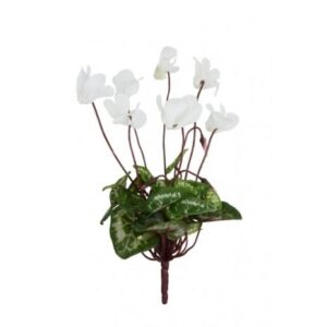 Mini Cyclamen Bush 25cm White-0
