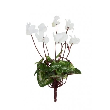 Mini Cyclamen Bush 25cm White-0