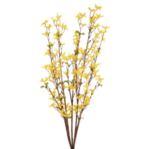 Forsythia Bush Yellow 76cm-0