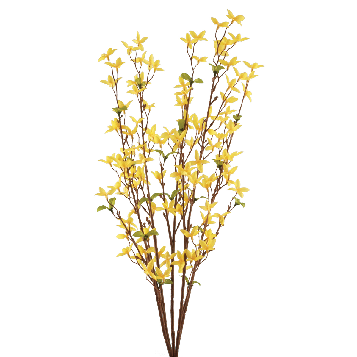 Forsythia Bush Yellow 76cm-0