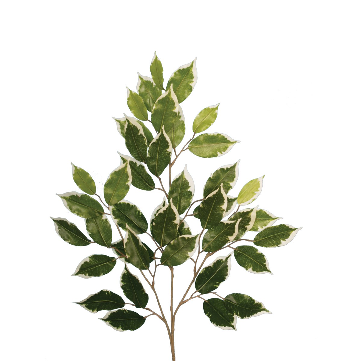 Ficus Spray Variegated x 42 Leaves 68cm