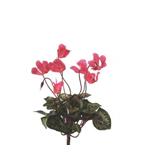 Mini Cyclamen Bush 25cm Deep Pink-0