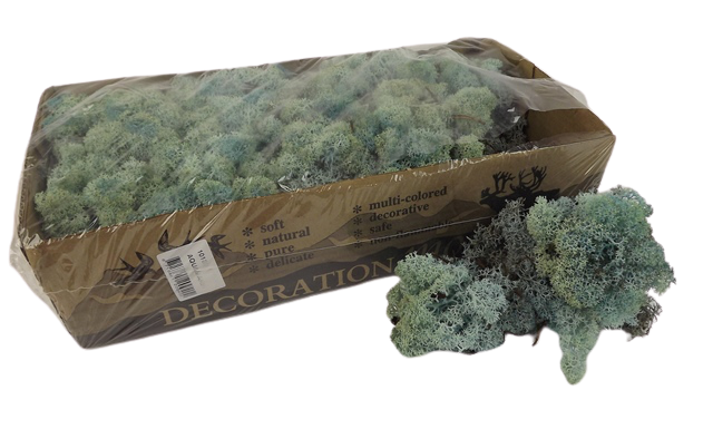 Reindeer Moss (Icelandic Moss) Aquamarine