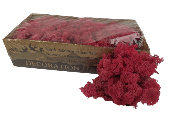 Reindeer Moss (Icelandic Moss) Fuchsia