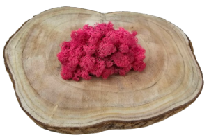 Reindeer Moss (Icelandic Moss) Fuchsia