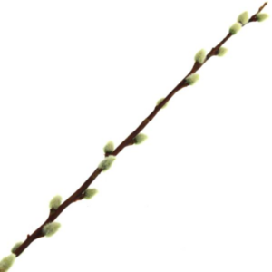 100cm Pussy Willow-0