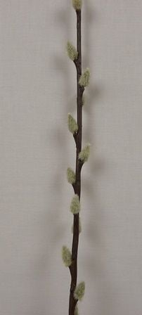 100cm Pussy Willow-7832