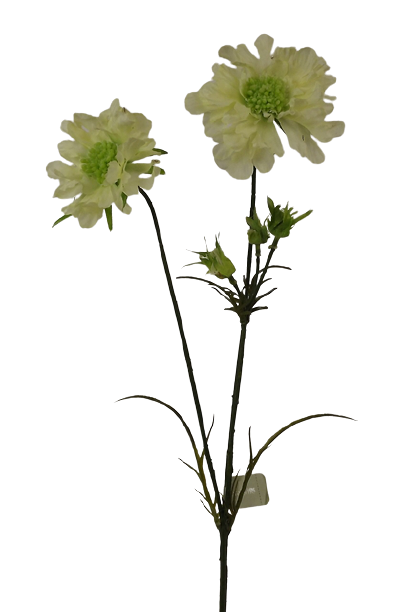 Scabiosa Spray-84cm Cream-0