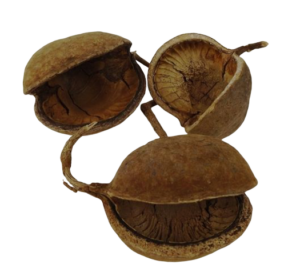Buddha Nuts Natural x 8pcs-0