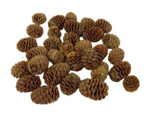Leuc. Sabulosum Heads x 1kg-0