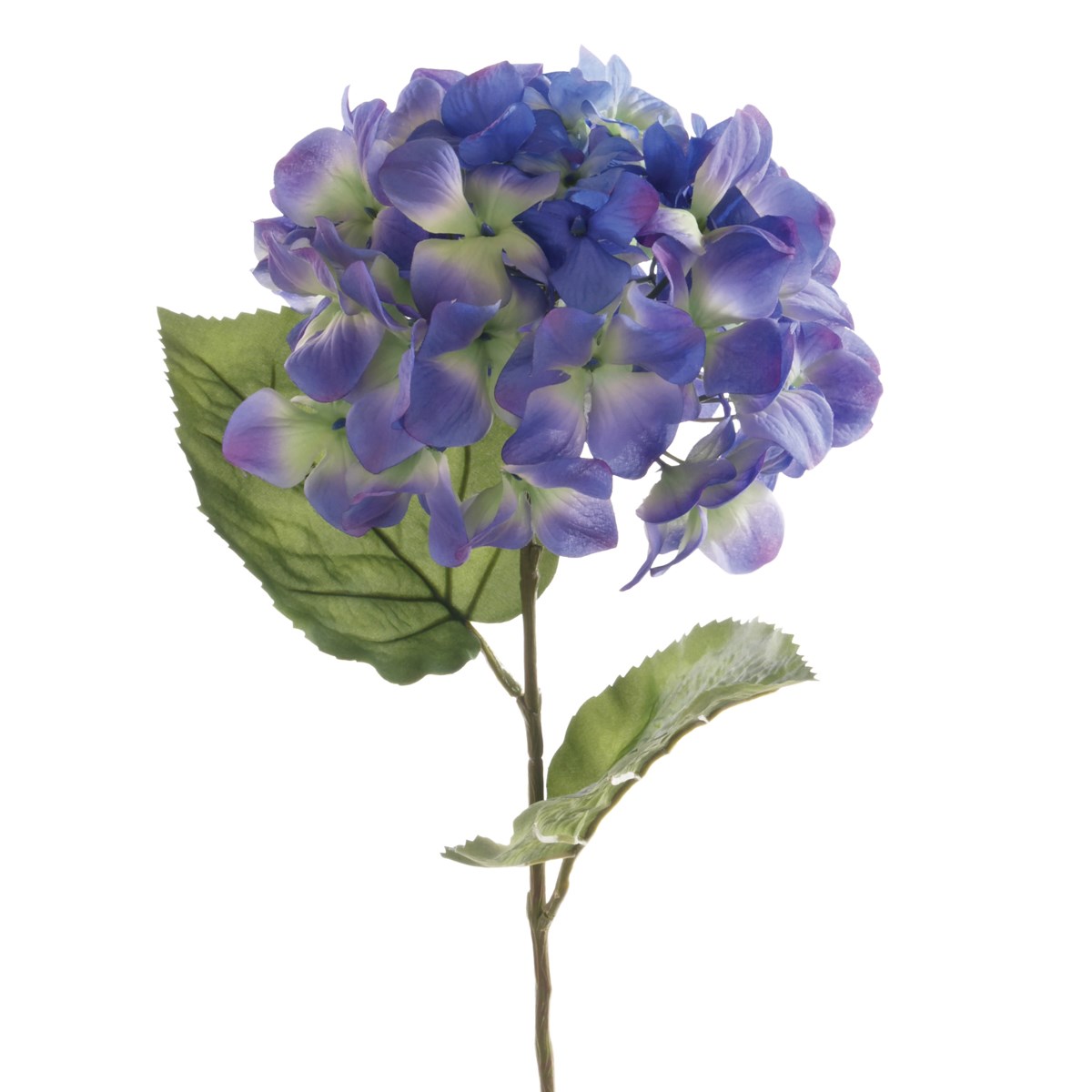Hydrangea Macrophylla 67cm Dark Blue-0