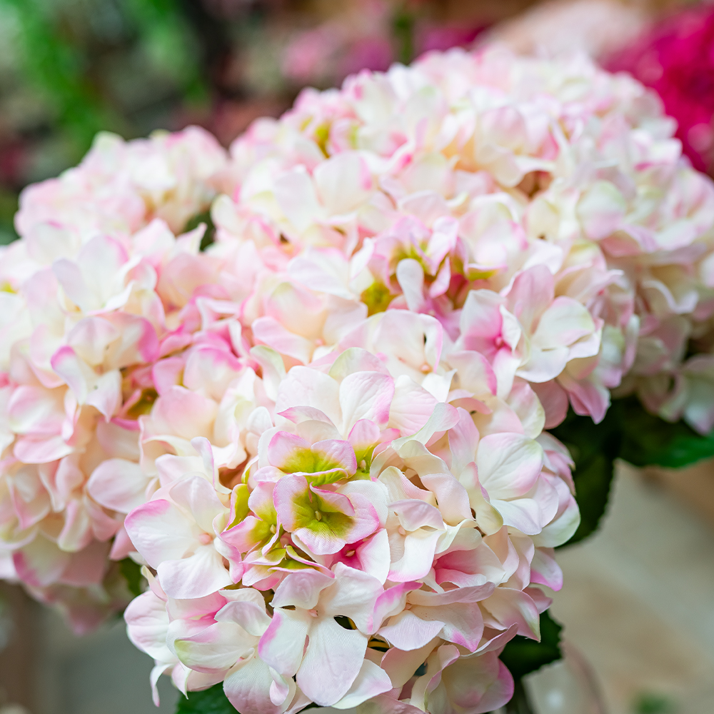 Hydrangea Macrophylla 67cm Light Pink-24883