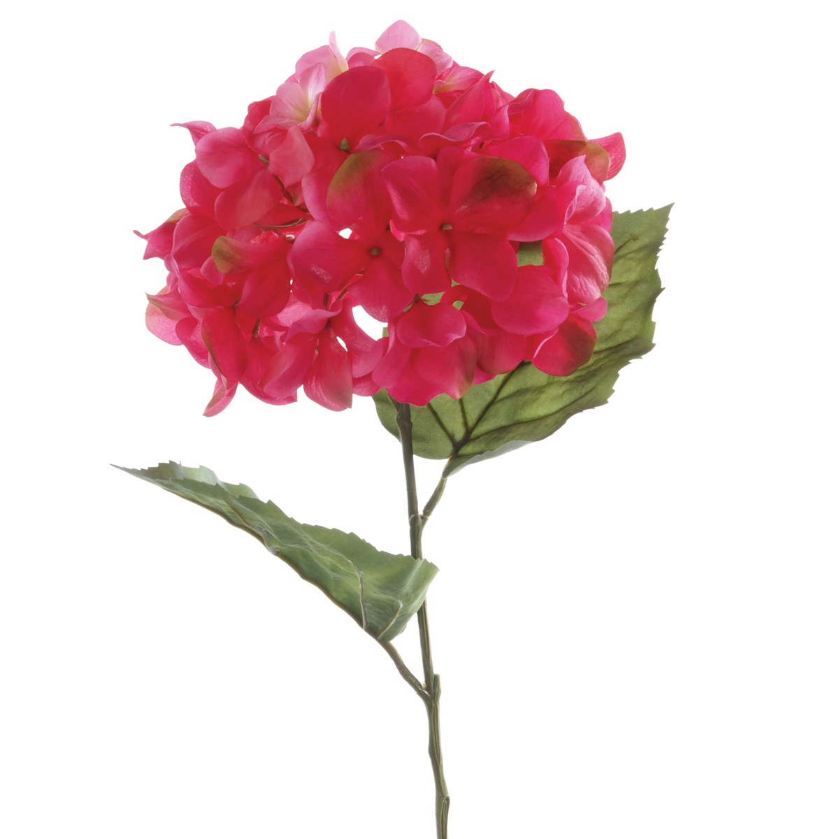Hydrangea Macrophylla 67cm Magenta-0