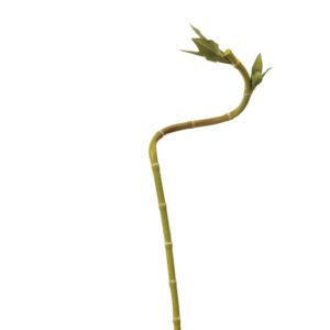 Curly Bamboo 63cm Green-0