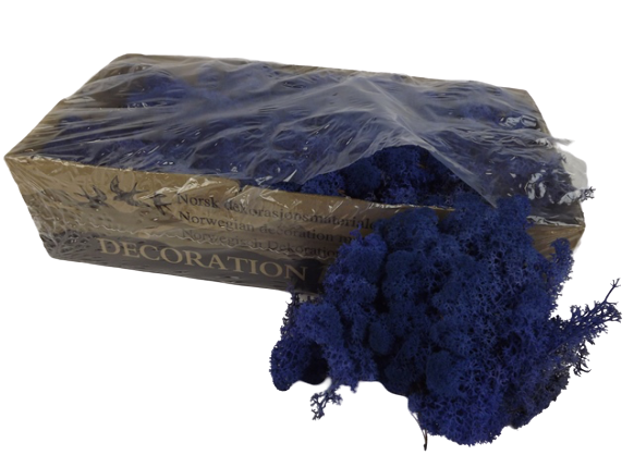 Reindeer Moss (Icelandic Moss) Royal Blue