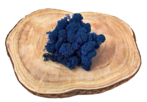 Reindeer Moss (Icelandic Moss) Royal Blue
