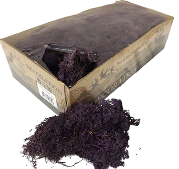 Reindeer Moss (Icelandic Moss) Aubergine
