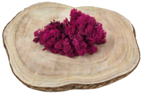 Reindeer Moss (Icelandic Moss) Erica