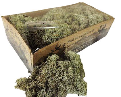 Reindeer Moss (Icelandic Moss) Grey