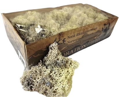 Reindeer Moss (Icelandic Moss) Misty White