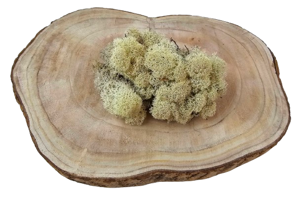 Reindeer Moss (Icelandic Moss) Misty White
