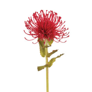 Pin Cushion Protea 66cm Burgundy-0