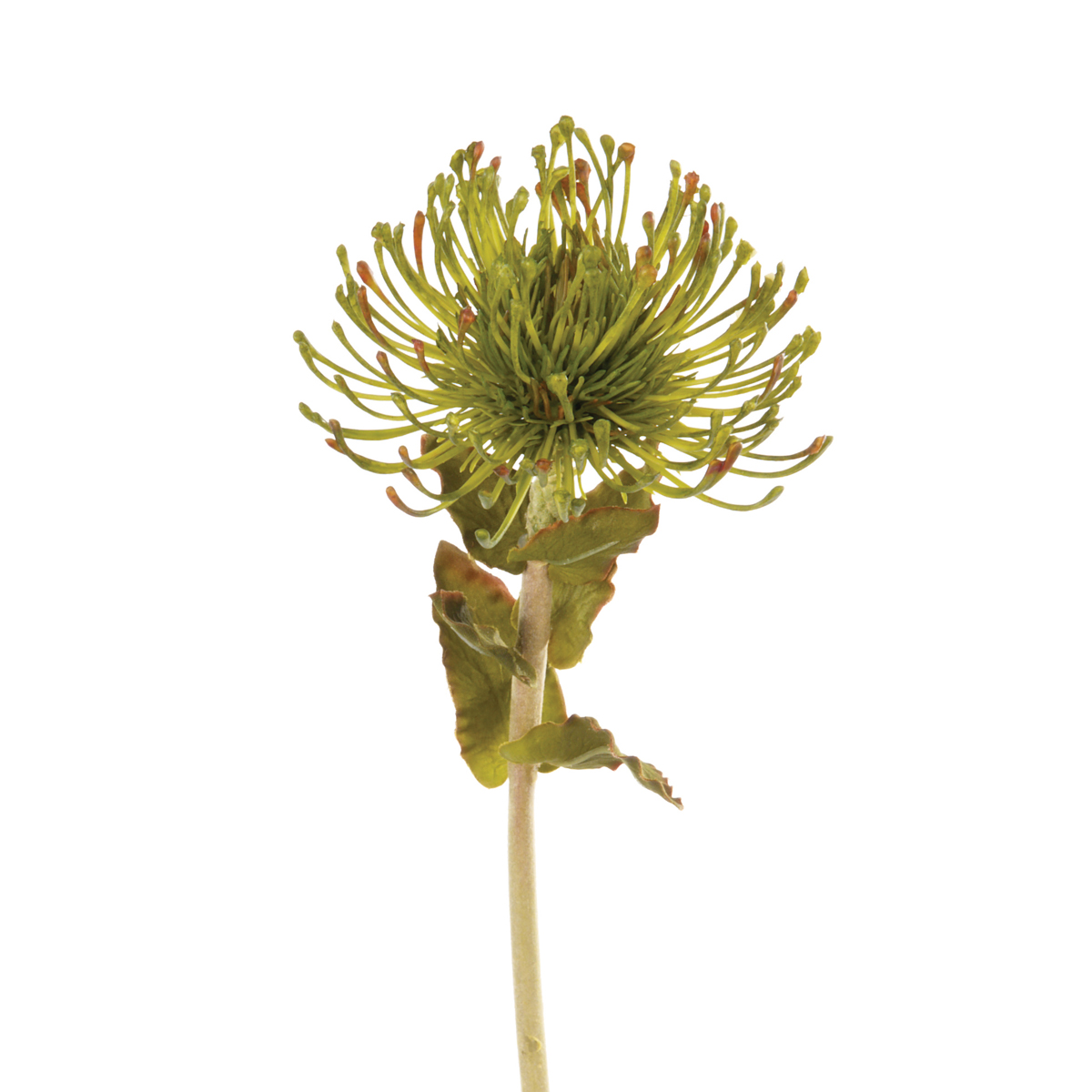 Pin Cushion Protea 66cm Green-0