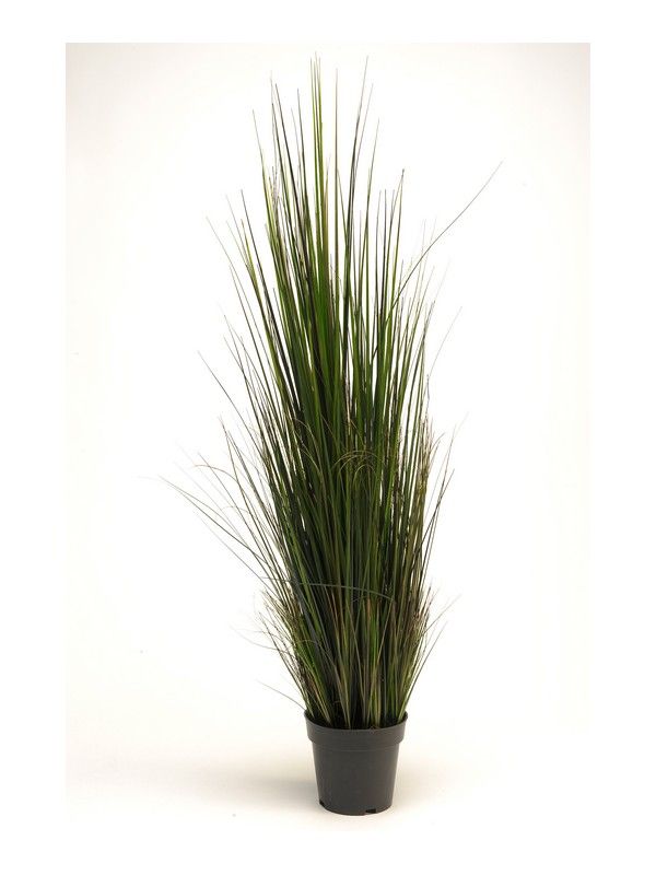 River Grass 120Cm Lt. Green In Pot-0