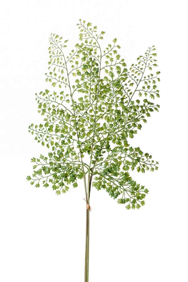 Adianthum Spray Bundle 58cm-0
