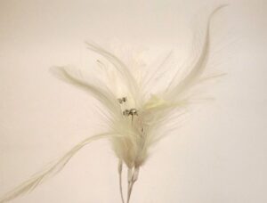 Flutters - Cream (15cm Long 3 pcs per pk)-0
