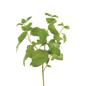 Basil Bunch 39cm-0