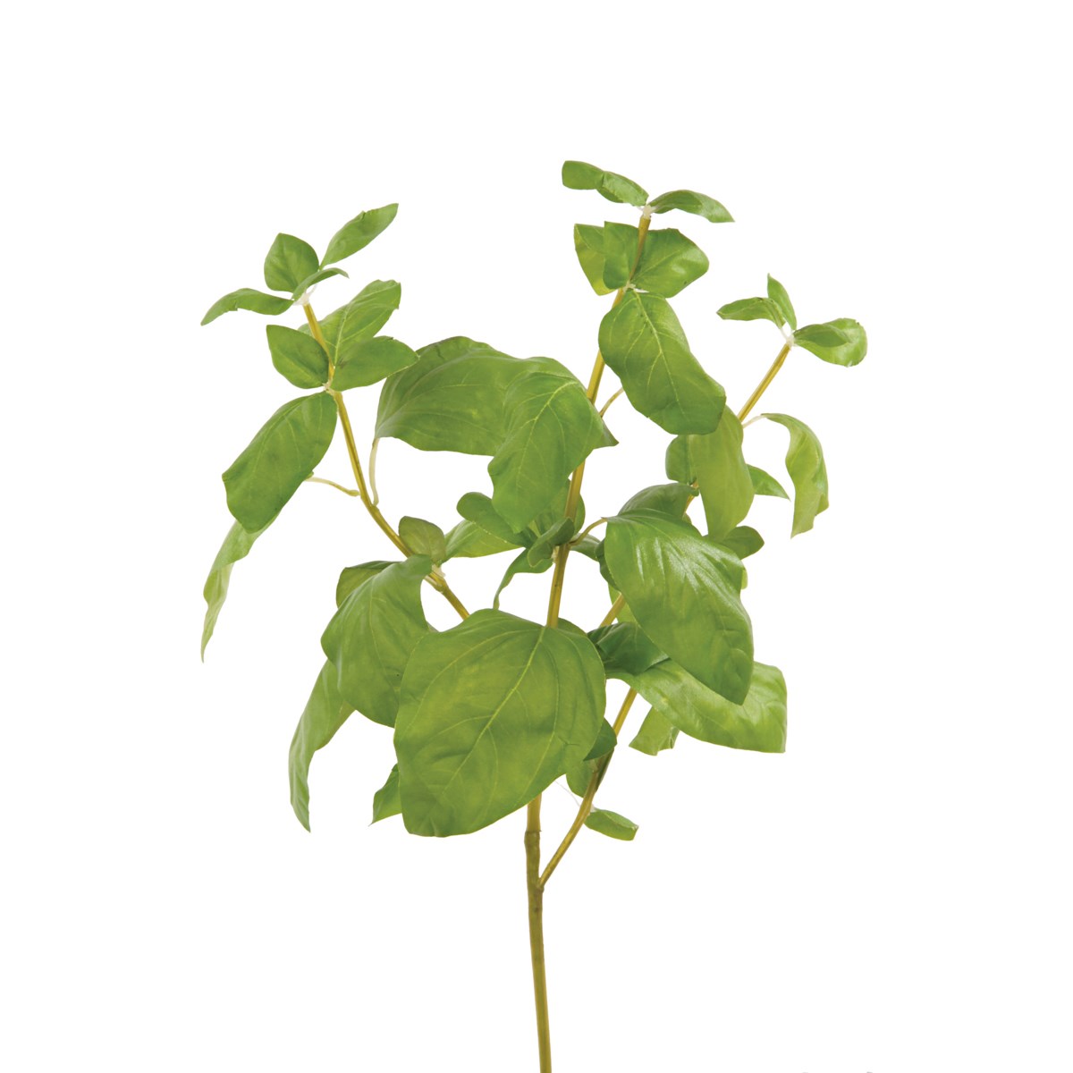 Basil Bunch 39cm-0