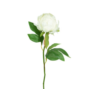 Hybrid Peony Bud 45cm Cream-0