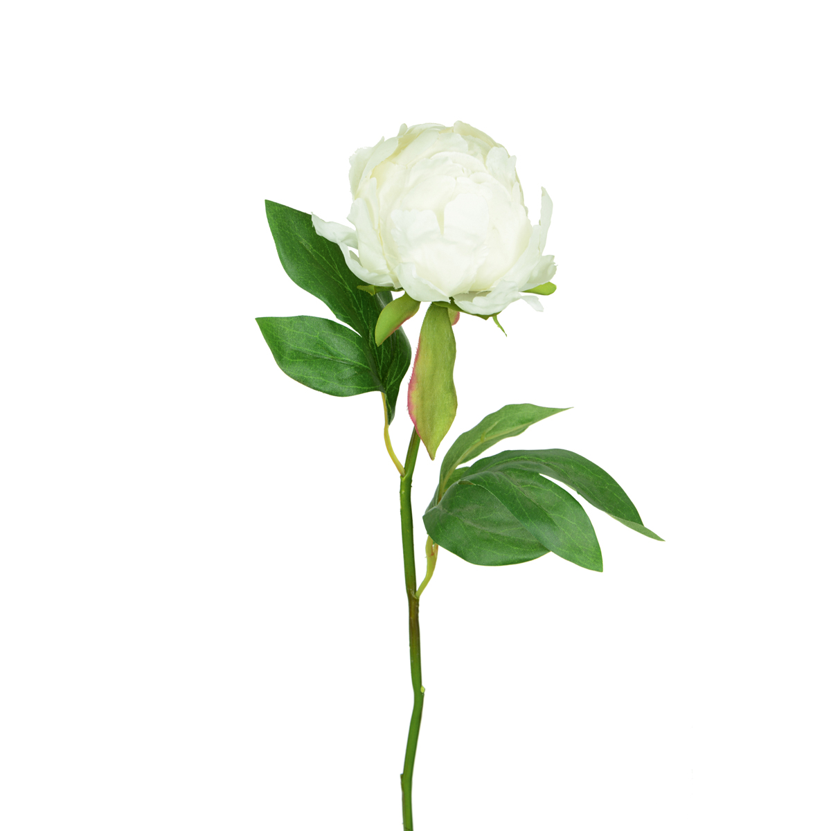 Hybrid Peony Bud 45cm Cream-0