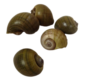 Shell Caracol Natural Green-0