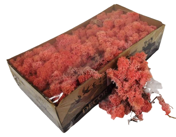 Reindeer Moss (Icelandic Moss) Rose