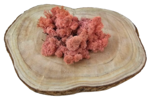 Reindeer Moss (Icelandic Moss) Rose