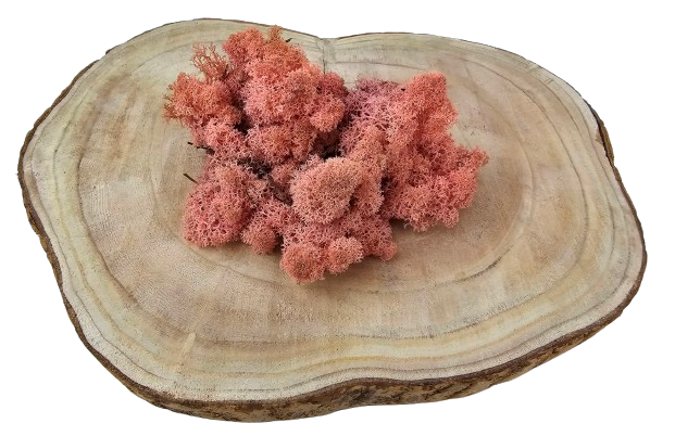 Reindeer Moss (Icelandic Moss) Rose