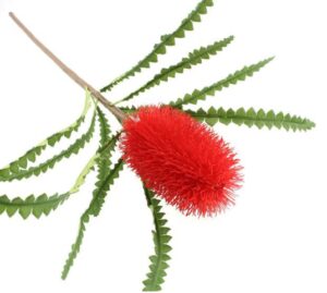 60cm Ashbys Banksia Red-0
