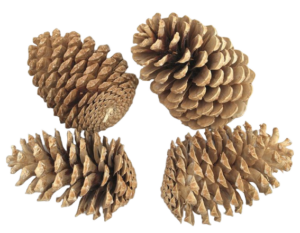 Maritima Cones Large 14 - 18cm x 50pcs