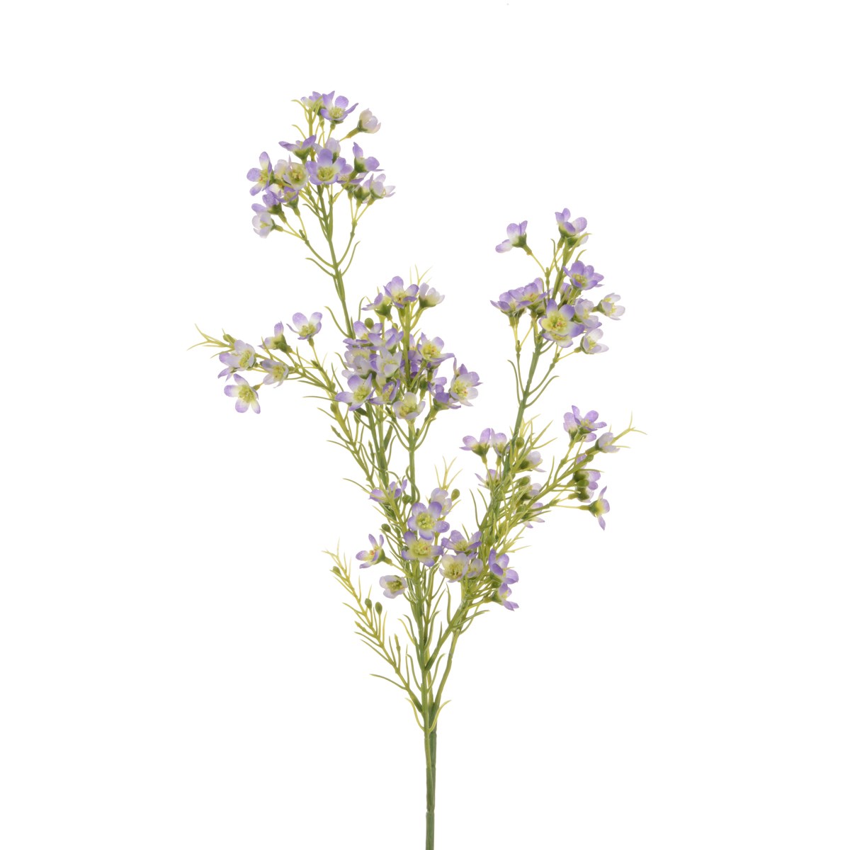 Wintersweet Spray x 3 67cm Lavender-0