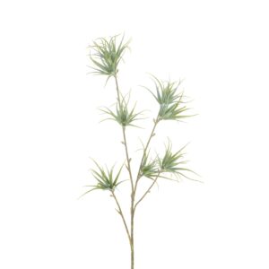 Spider Fern x 4 60cm Grey-0