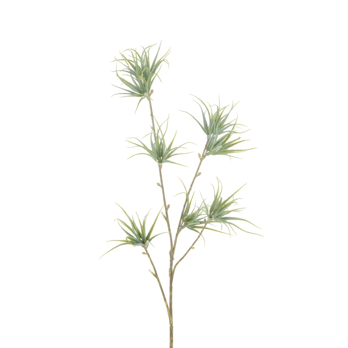Spider Fern x 4 60cm Grey-0