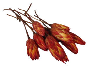 Protea Pendula x 15pcs