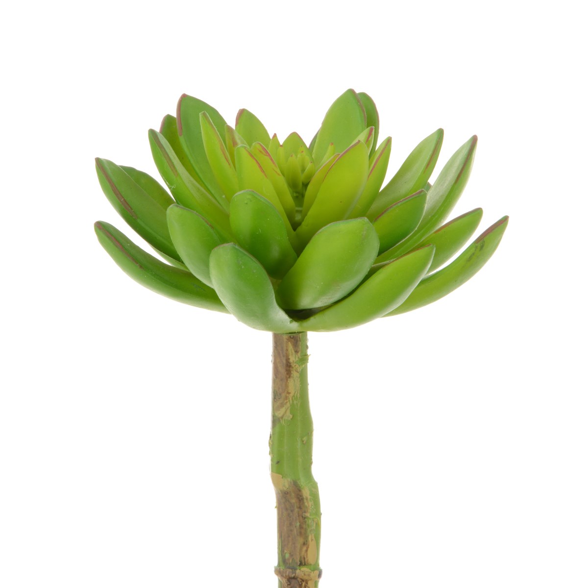 Succulent - Lotus Pick 21cm Green-0