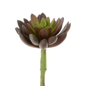 Succulent - Lotus Pick 21cm Green/Red-0